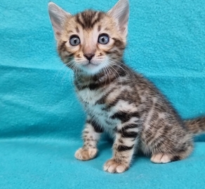 Бенгальский котенок