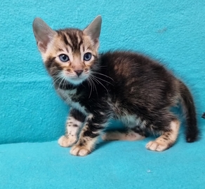 Бенгальский котенок