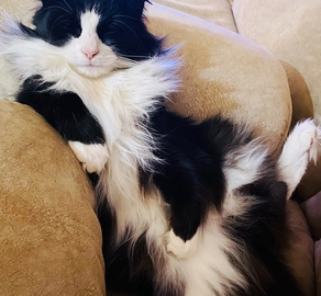 Сибирский кот