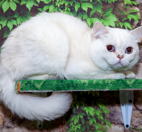 Шотландский серебряный голубоглазый котик Подснежник