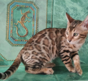 Яркий бенгальский котик